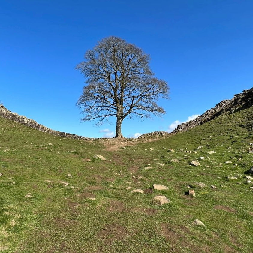 Tree in a dip
